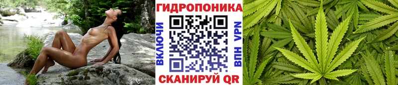 Конопля сатива  Коммунар 